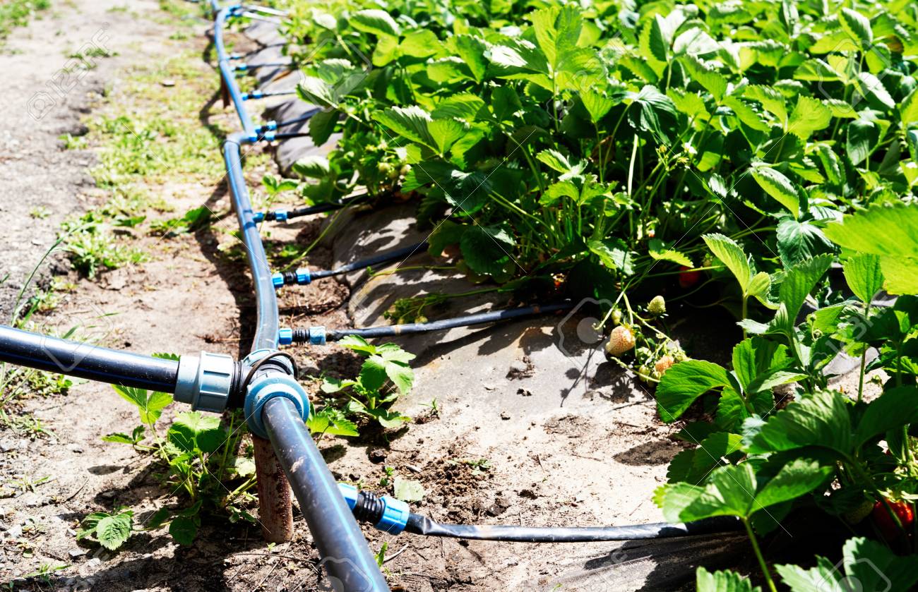 drip irrigation systems