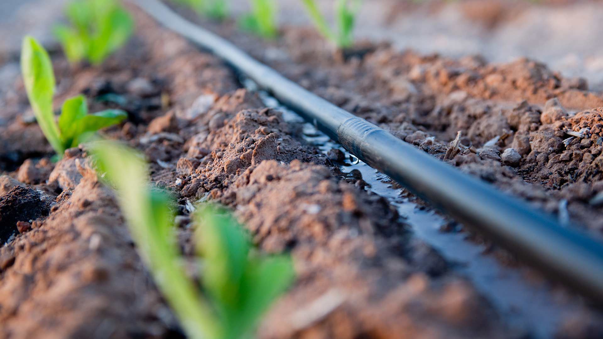  Efficient drip irrigation system in a lush garden