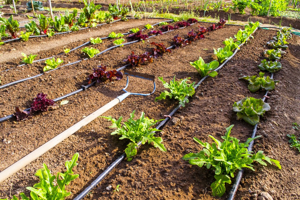 Drip Irrigation The Pros And Cons FMS